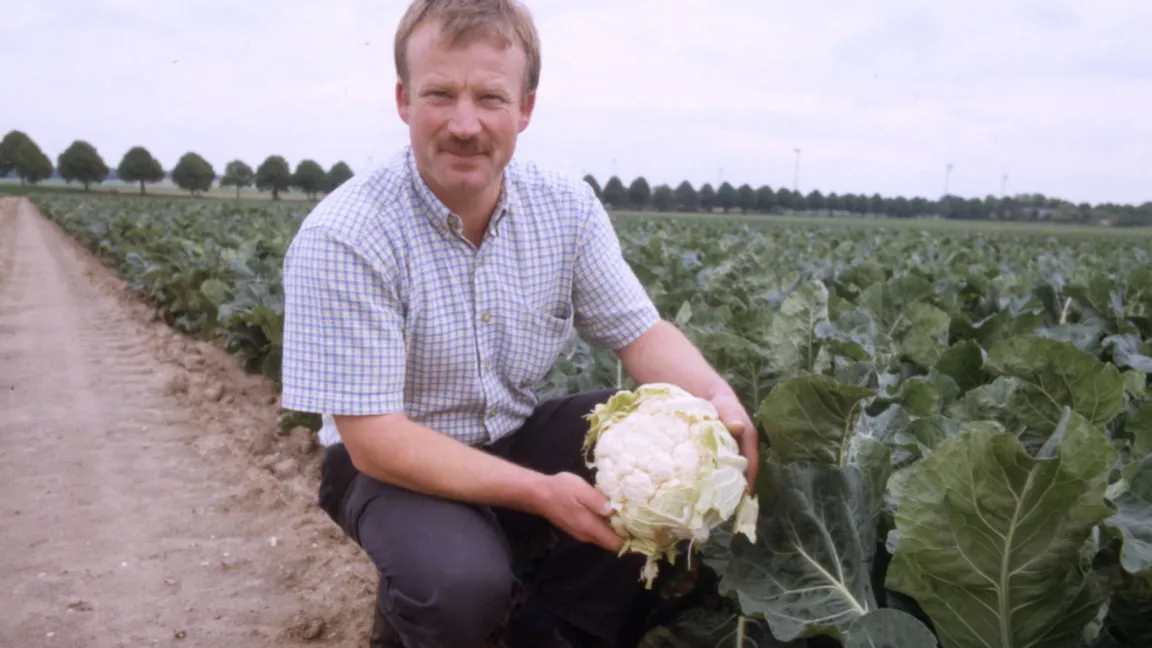 Erst wenn die umgebenden Blätter entfernt sind, kommt die weiße "Blume" zum Vorschein. Foto: Petkens