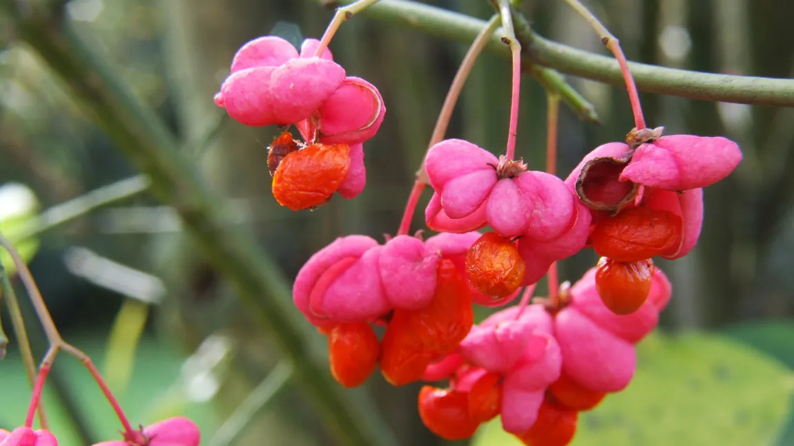 Das Pfaffenhütchen ist die Giftpflanze des Jahres 2006. Foto: Fotolia