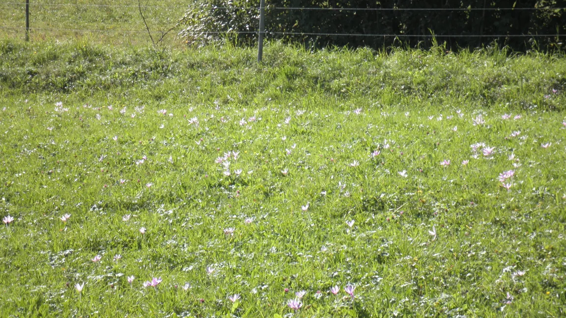 .......... und daher auf Weideflächen nicht gern gesehen und muss im Frühjahr bekämpft werden.  Foto: Morell, Sven und Peggy: „Grünes Gift“ in BWagrar 13/2013