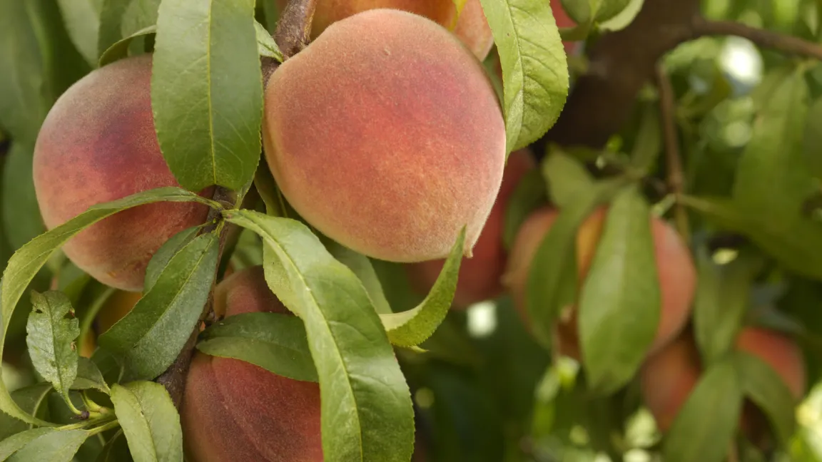 Solche Früchte können nur von gesunden Bäumen geernet werden. Foto: iStockphoto