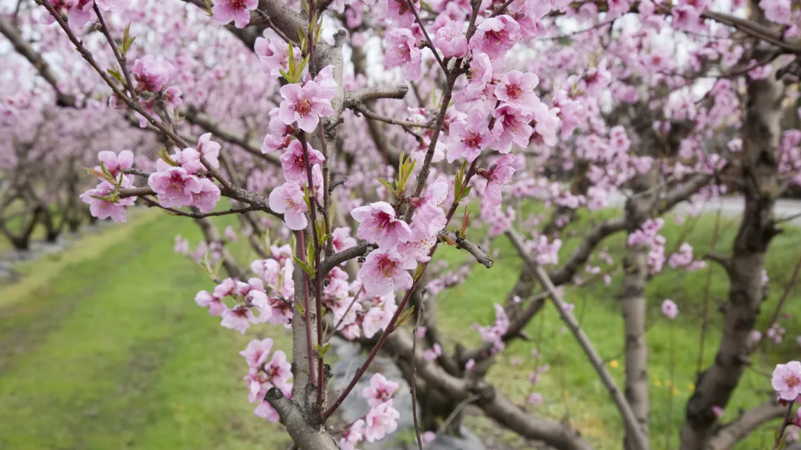 Blühende Pfirsichbäume - darauf müssen wir noch ein wenig warten... Foto: iStockphoto