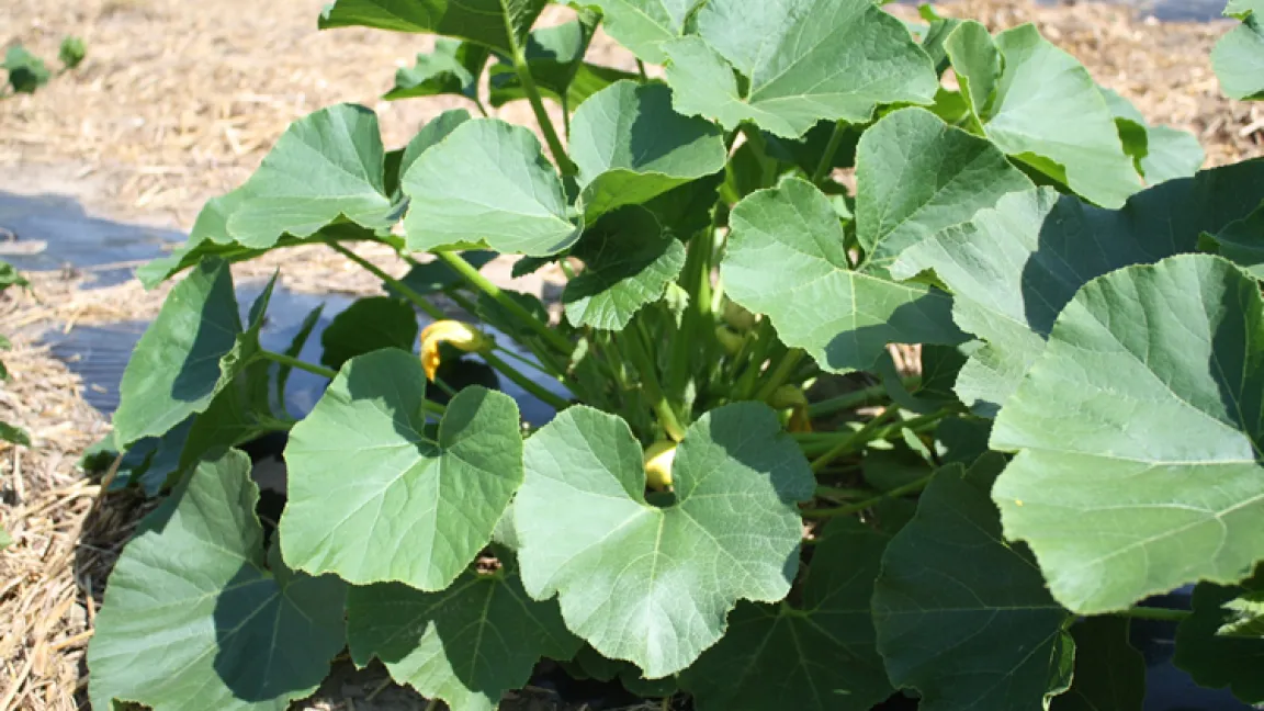 Die Kürbispflanzen entwickeln sich prächtig. Quelle: Wiltrud Wolters