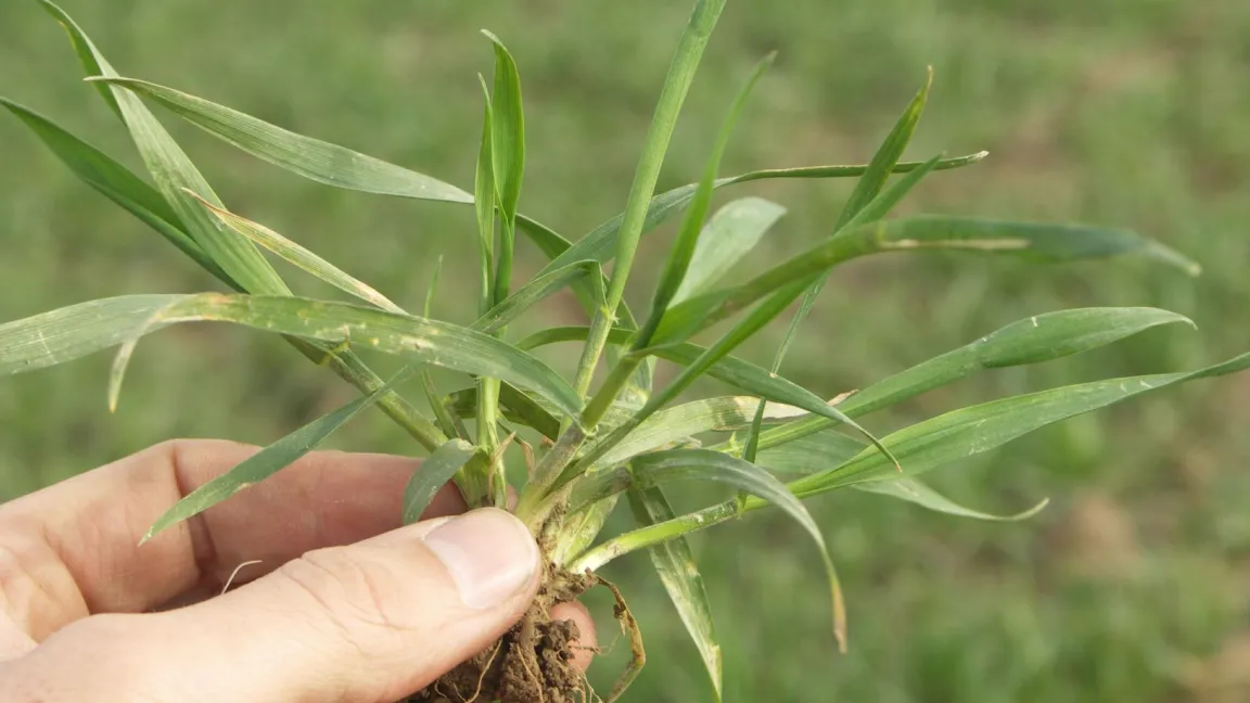 Ein gesundes Wachstum und optimale Nährstoffversorgung von Anfang an ist die Vorraussetzung für hohe Weizenerträge. Foto Matthias Wiedenau