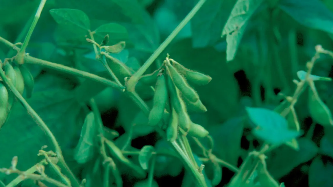 Soja zählt zu den Hülsenfrüchten und benötigt viel Wärme und reichlich Wasser. Foto: Bayer CropScience