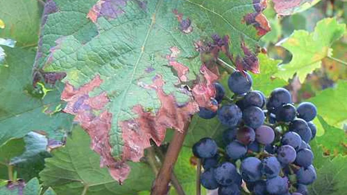 Pflanzenschutzmaßnahmen verhindern den Übersprung von Blattbefall auf die Traube.
Quelle: Volker Born