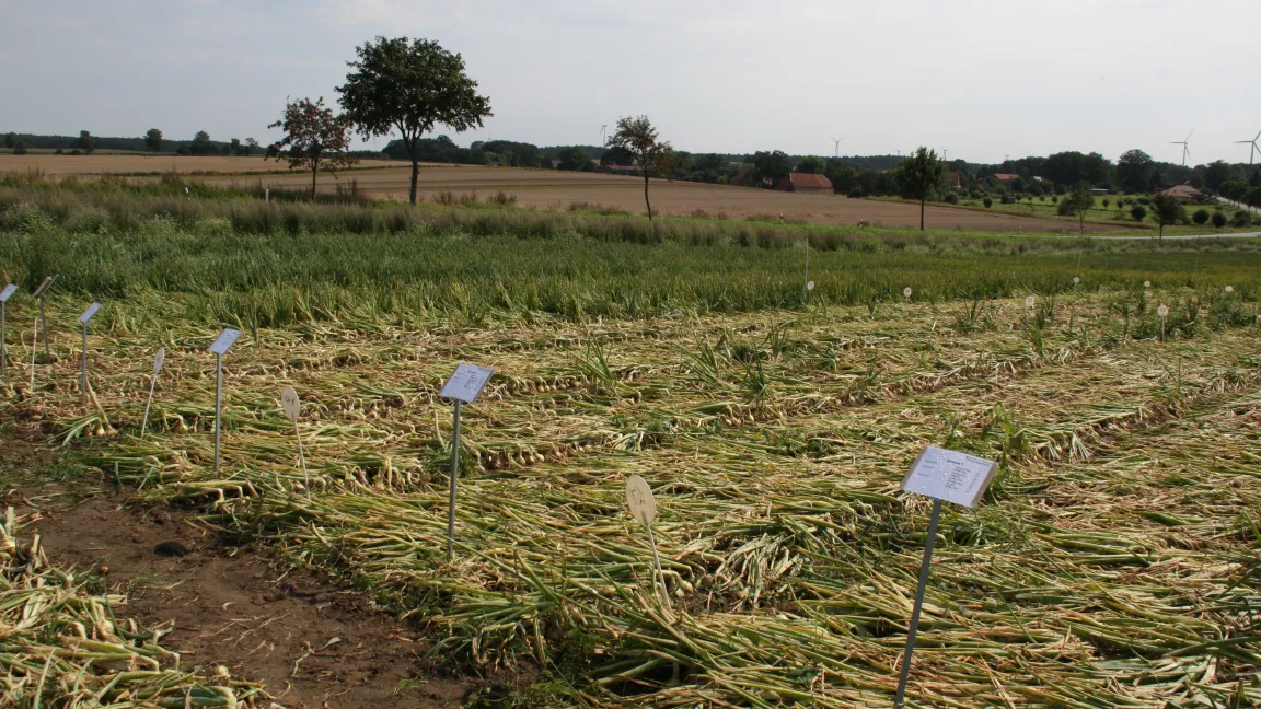 Wenn vor lauter Beikraut die Hauptkultur nicht mehr zu sehen ist, ist etwas schiefgelaufen. Foto: Angelika Sontheimer