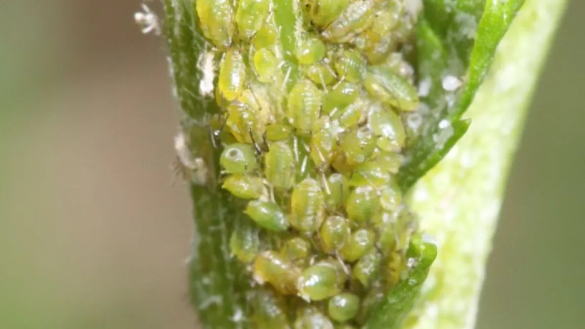 Die Monilia-Fruchtfäule entwickelt sich in den Bohrlöchern von Pflaumenwicklermaden oder Wespen. Foto: Bayer CropScience