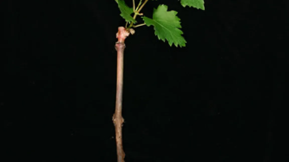 Pfropfrebe mit Austrieb und Wurzeln
Quelle: Julius Kühn-Institut, Institut für Rebenzüchtung Geilweilerhof.