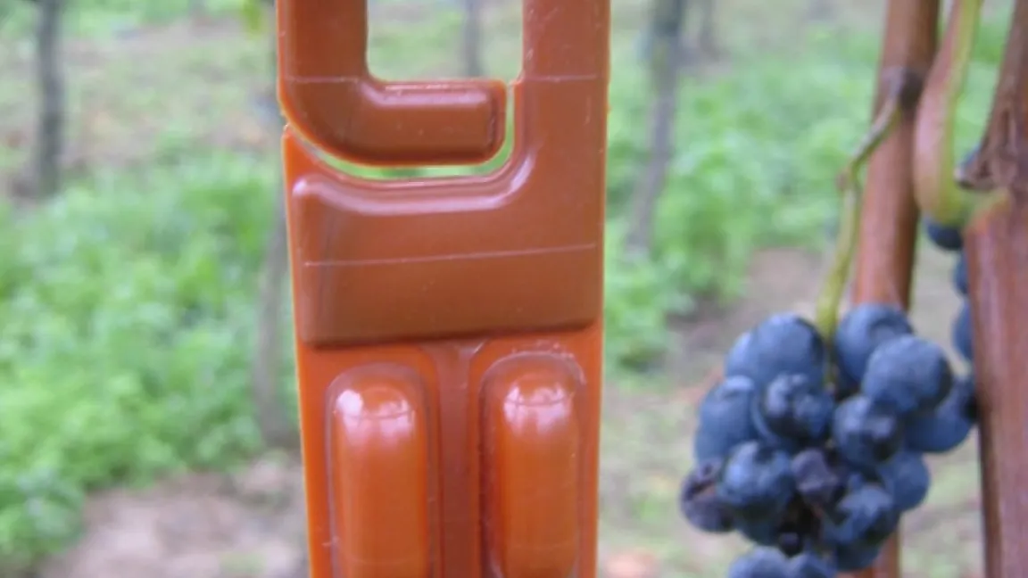 Die Ampullen enthalten Pheromone, die männliche Traubenwickler orientierungslos machen und nicht mehr zu den Weibchen finden lassen. Dadurch wird die Vermehrung des Schädlings behindert. Foto: Matthias Wiedenau