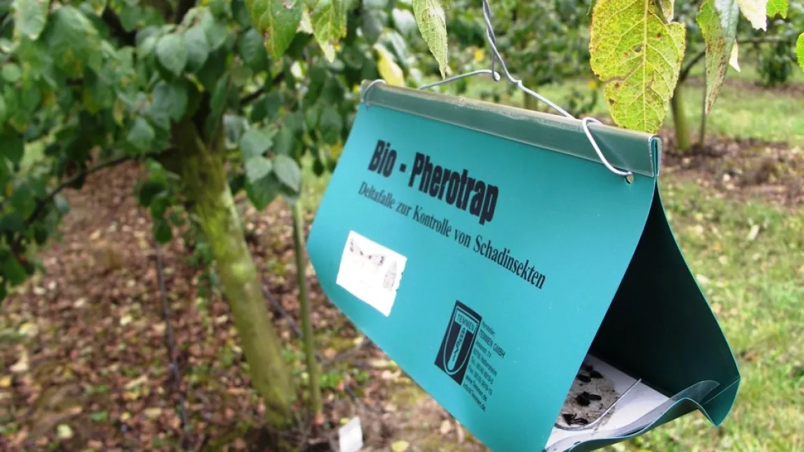 Pheromonfallen helfen das Schadinsektenaufkommen zu überprüfen, um ggfs. gezielte Maßnahmen zu ergreifen. Foto: Matthias Wiedenau