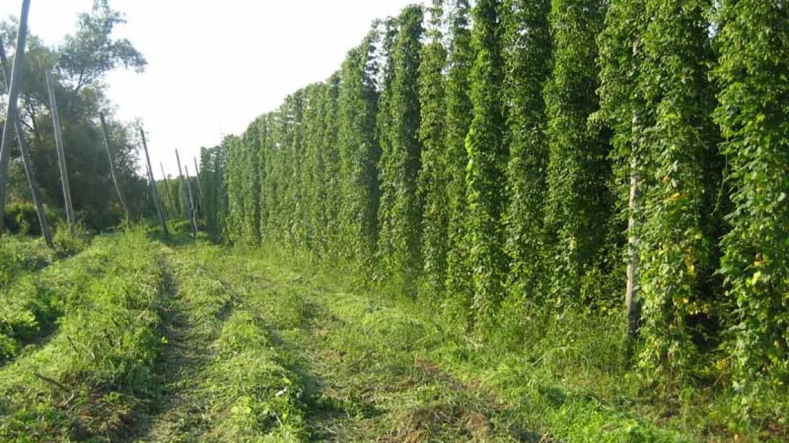 Der Hopfengarten bei Holsthum. Foto: Andreas Dick