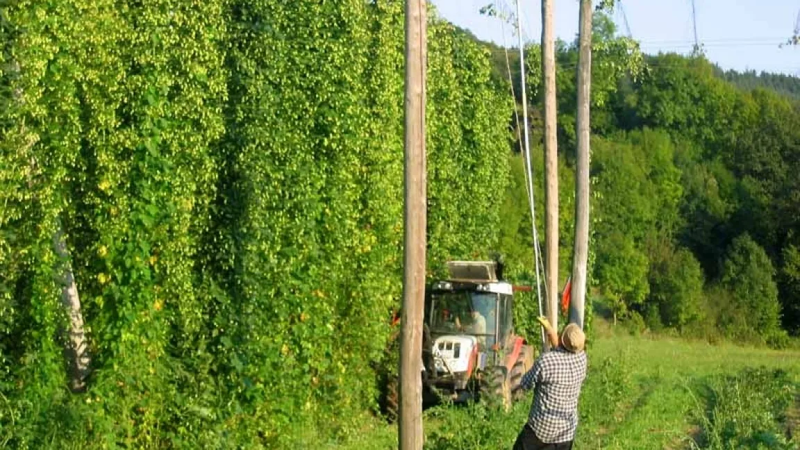 Die bis zu sieben Meter langen Ranken werden samt „Aufleitdraht“ abgeschnitten. Foto: Andreas Dick