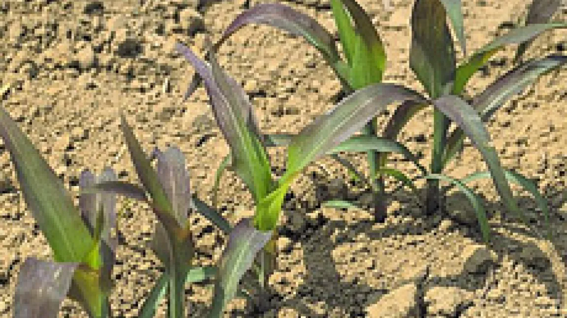 Phosphormangel an Mais. 
Quelle: K+S KALI GmbH