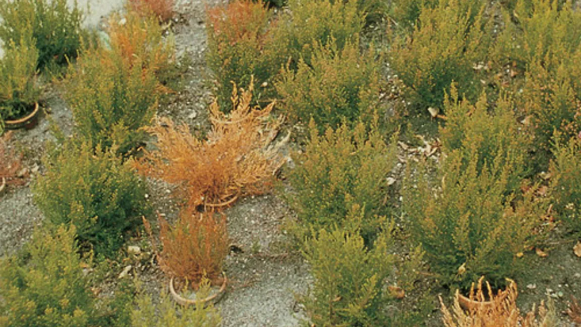 Phytophthora cinnamomi, hier an Heidepflanzen, löste in den 70er Jahren das Eukalyptus-Sterben in Australien aus.
Quelle: Bayer CropScience