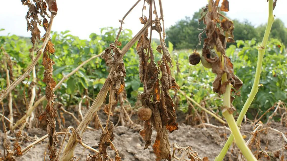 Eine Infektion kann zu scherwiegenden Ertragsausfällen führen. Foto: Schaugarten Üplingen/transgen.de