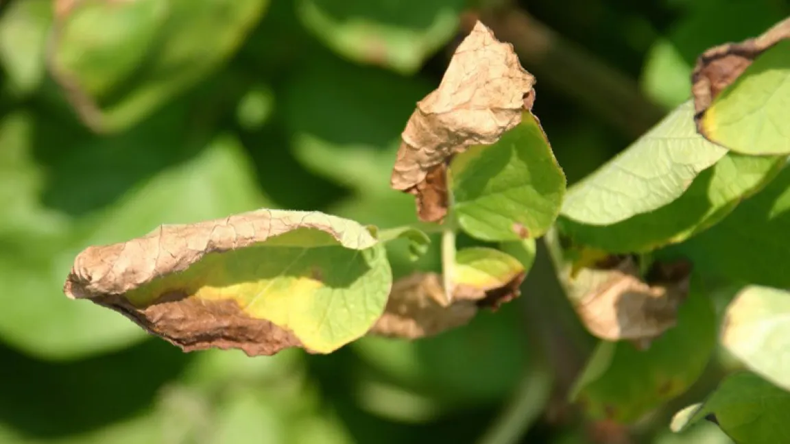 Befallene Kartoffelpflanzen sind an den bräunlich gefärbten Blättern erkennbar. Foto: Bayer CropScience