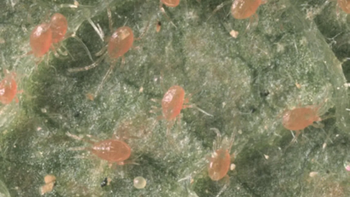 Die Raubmilbe Phytoseiulus persimillis vermehrt sich schnell und eignet sich hervorragend zur Bekämpfung der Gemeinen Spinnmilbe (Tetranyhus urticae) Quelle: Dr. Albert, LTZ Augustenburg, Außenstelle Stuttgart