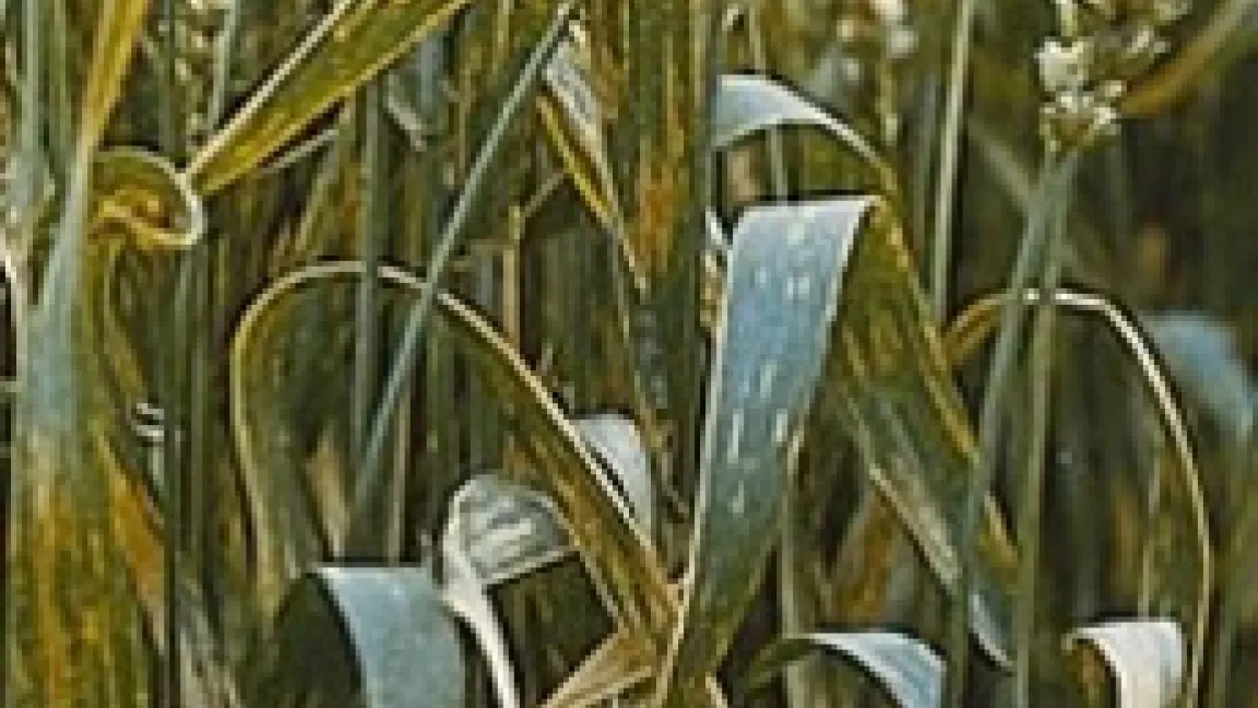 Pilzbefall durch Septoria-Blattfleckenkrankheit an Weizen.
	Quelle: Bayer CropScience