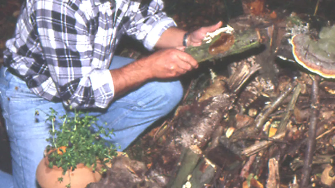 Pilzexperte aus Leidenschaft: Lothar Radtke und seine Totholzecke.
Quelle: Radtke