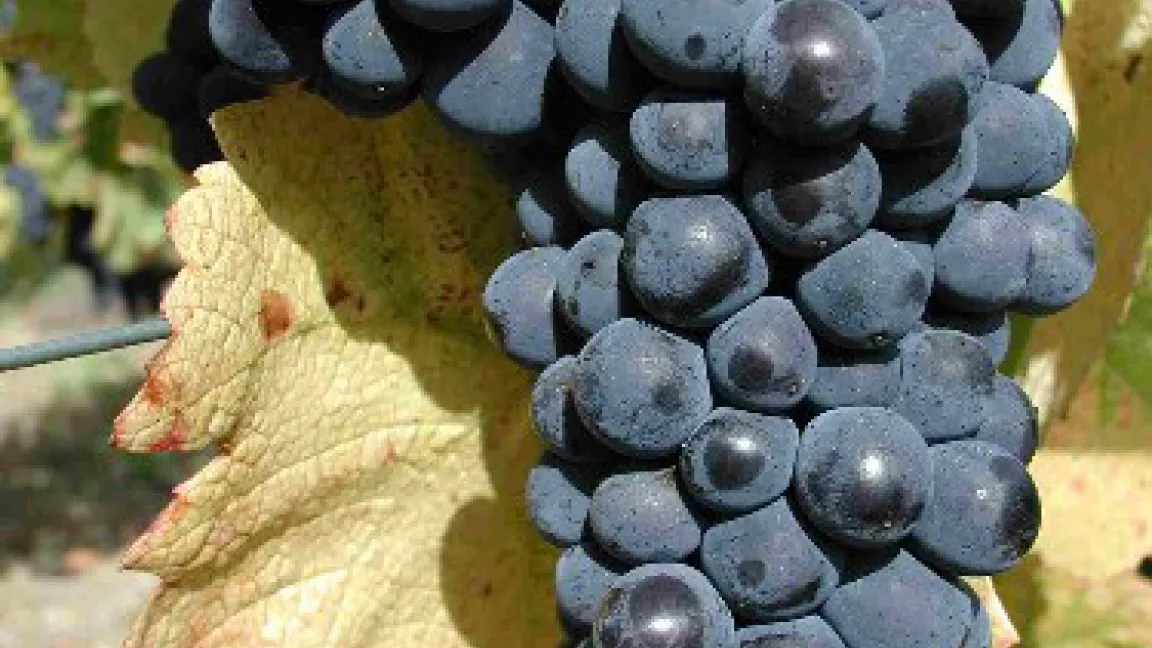 Pinot-Noir-Traube.
Quelle: Schwab, LWG Veitshöchheim