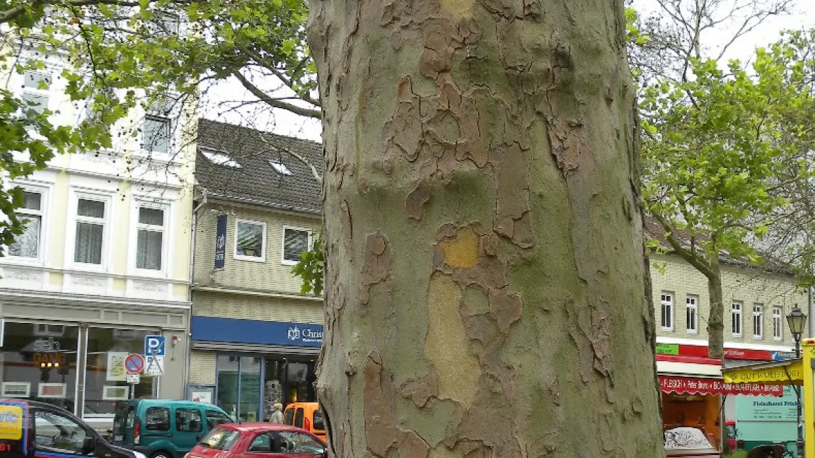 Die weißlichen Stellen an den Stämmen gesunder Platanen entstehen, wenn sich Platten der Borke ablösen. Foto: Claudia Hennecke