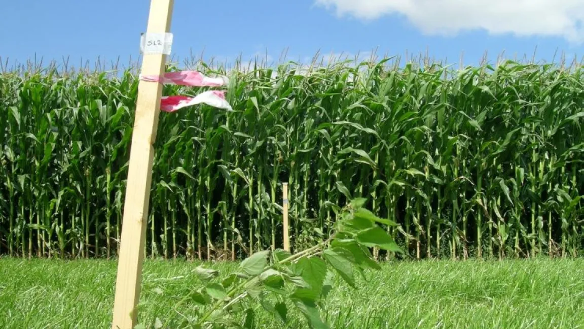 Im Forschungsprojekt wurde die Pollenkonzentration unmittelbar neben einem Maisfeld ermittelt. Foto: Sigrid Fuhrmann, www.biosicherheit.de