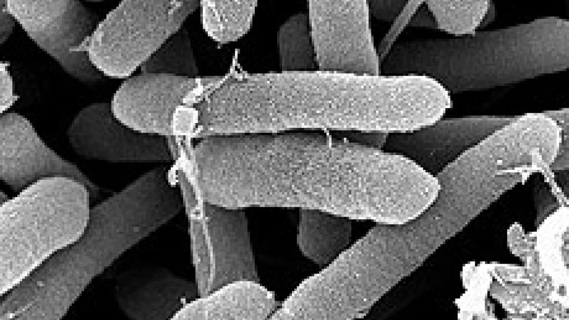 Proteine des Bakteriums Pseudomonas syringae verursachen die Eiskristallbildung.
Quelle: U.C. Berkeley