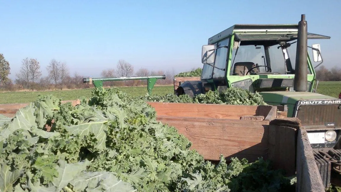 Die Qualität der Frischware muss topp sein. Dafür muss die Kultur optimal ernährt und vor Schaderregern geschützt werden. Foto: Matthias Wiedenau