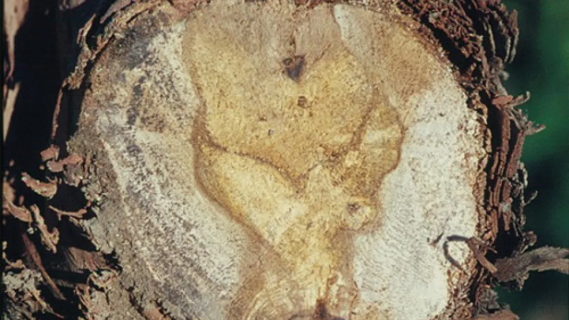 Querschnitt durch den Stamm einer Esca-kranken Rebe mit Weißfäule.
Quelle: BBA