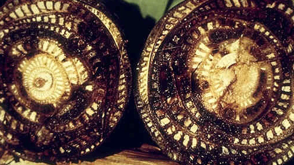 Querschnitt durch den Stamm einer vom Panama-Pilz befallenen Banane.
	Quelle: BASF AgroSlide