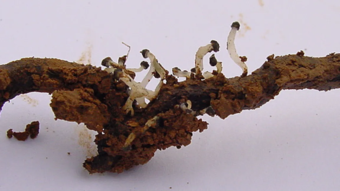 R. Subterranea Fruchtkörper an Wurzel.
Quelle: Lars Huber