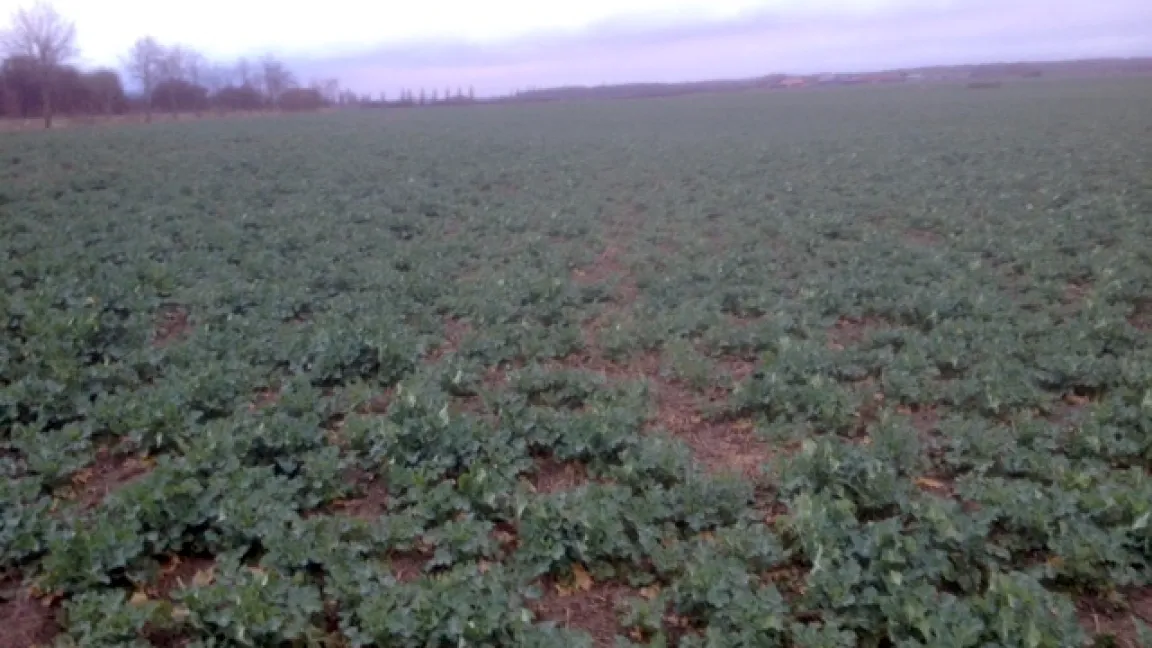 Lückige Rapsbestände im Frühjahr 2015. Foto: Hans Behn
