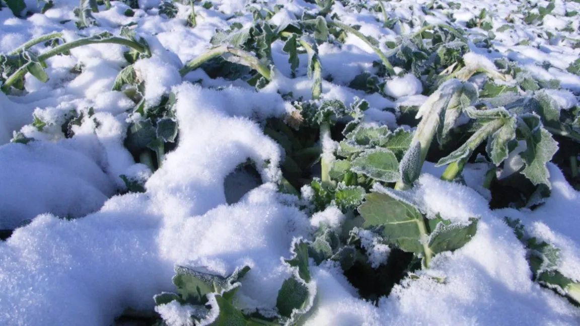 Die Borversorgung ist entscheidend für die Winterhärte von Raps. Foto: Matthias Wiedenau