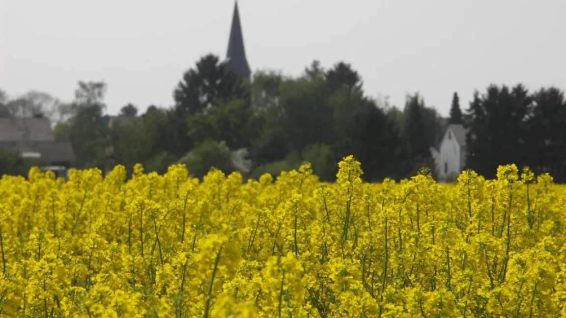 Die schönsten Ölfelder blühen gelb. Rapssamen liefern den begehrten Rohstoff. Foto: Matthias Wiedenau