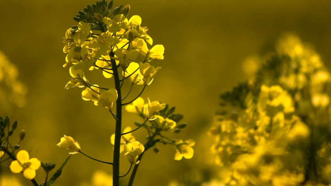 U.a. wird aus Rapsblüten auch Honig gewonnen. Foto: adpic