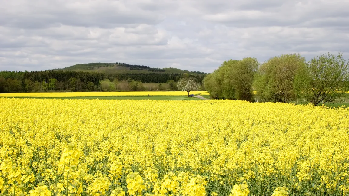 Raps ist einer der wichtigsten Nutzpflanzen. Foto: adpic