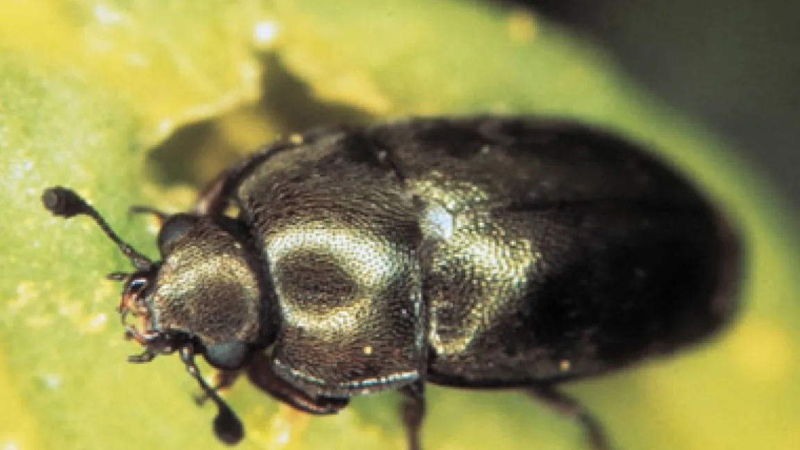 Rapsglanzkäfer - Anlass einer Landplage
	Quelle: Bayer CropScience.