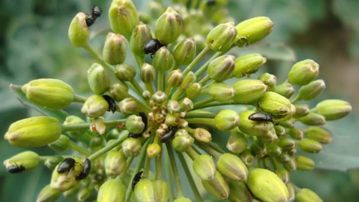 Bekämpfung des Rapsglanzkäfers wird zunehmend schwieriger, da er Resistenzen gegen Pyrethroide entwickelt hat.
Quelle: Dr. Erichsen, Pflanzenschutzdienst Schwerin