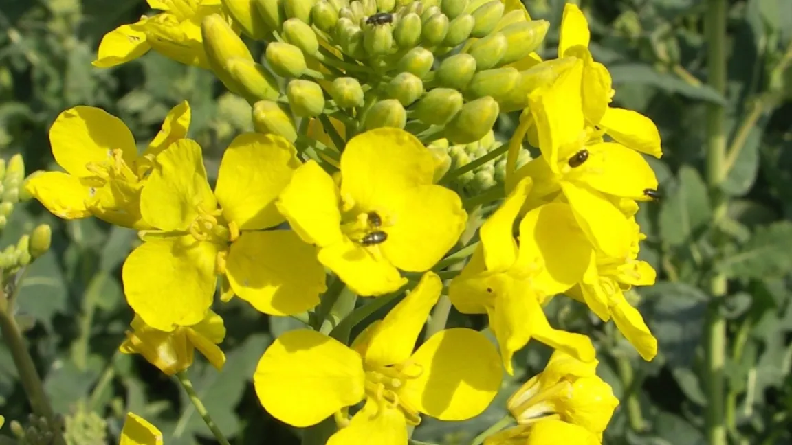 Resistente Rapsglanzkäfer gefährden immer häufiger die Rapsernte.