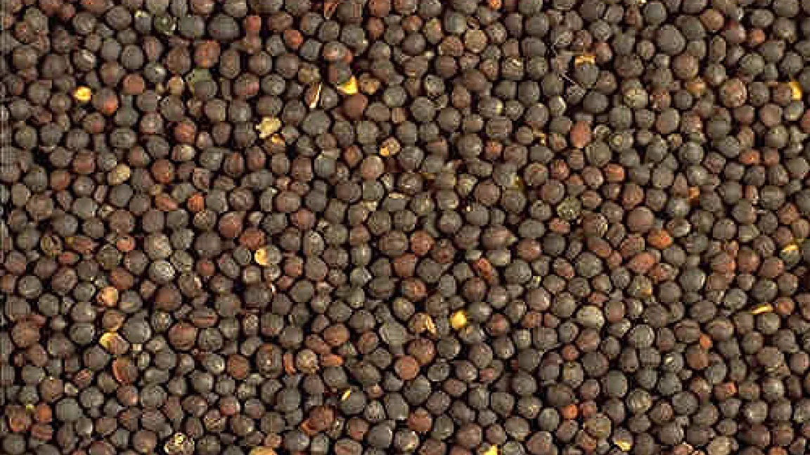 Rapssamen
Quelle: AgroSlide.