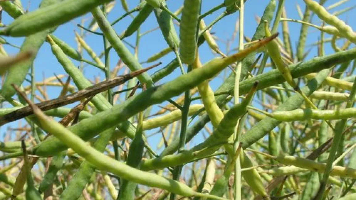 Rapsschoten: Gentechnisch veränderte Sorten haben sich fast flächendeckend durchgesetzt.
Quelle: transgen.de