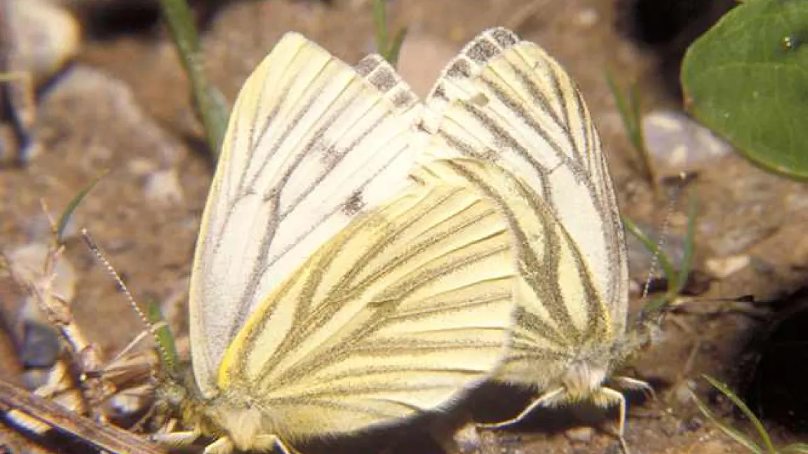 Rapsweißling: Das Paarungsbild zeigt besonders gut die charakteristische Zeichnung der Unterseite der Hinterflügel. Diese ist allerdings nur bei der Frühlings-Generation so stark ausgeprägt. Quelle: Walter Schön