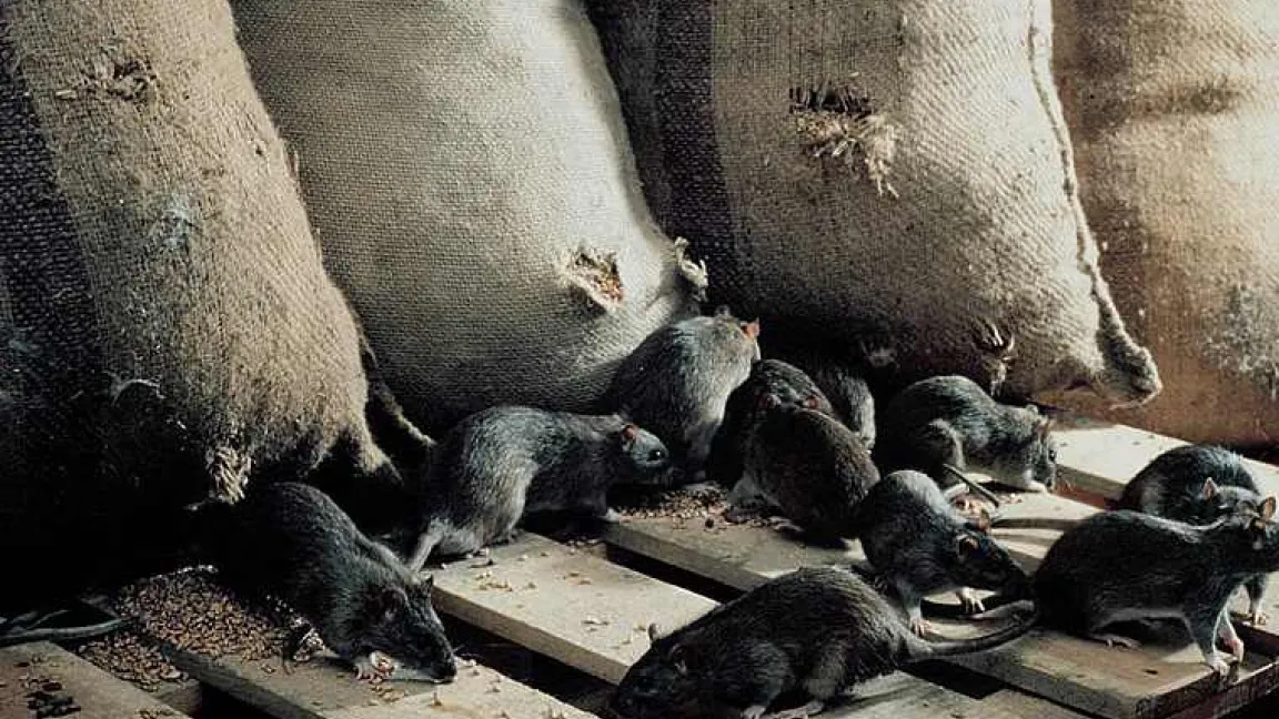 Ratten vermehren sich extrem schnell und zählen zu den gefährlichsten Vorratsschädlingen.
Quelle: Bayer CropScience