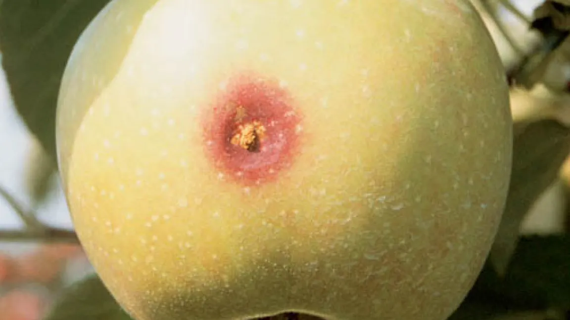 Raupe des Apfelwicklers (Cydia pomonella) und ihr Schadbild an einem Apfel.
Quelle: Bayer CropScience