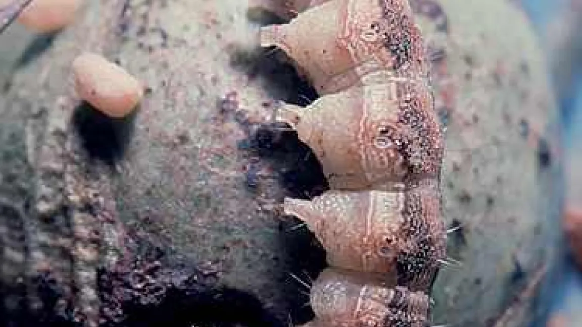 Raupe des Baumwollkapselwurms (Heliothis punctigera) an einer Baumwollkapsel.
Quelle: Bayer CropScience