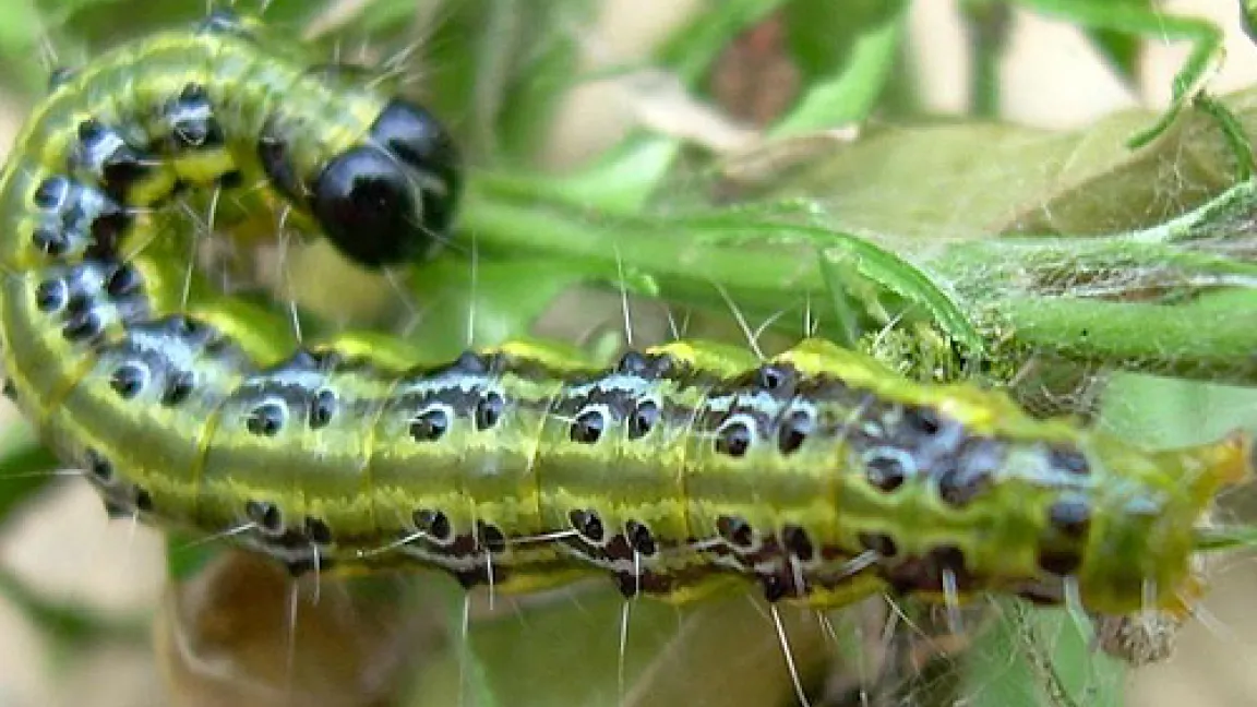 Raupe des Buchsbaumzünslers (Diaphania perspectalis).
Quelle: Dr. Reiner Schrage