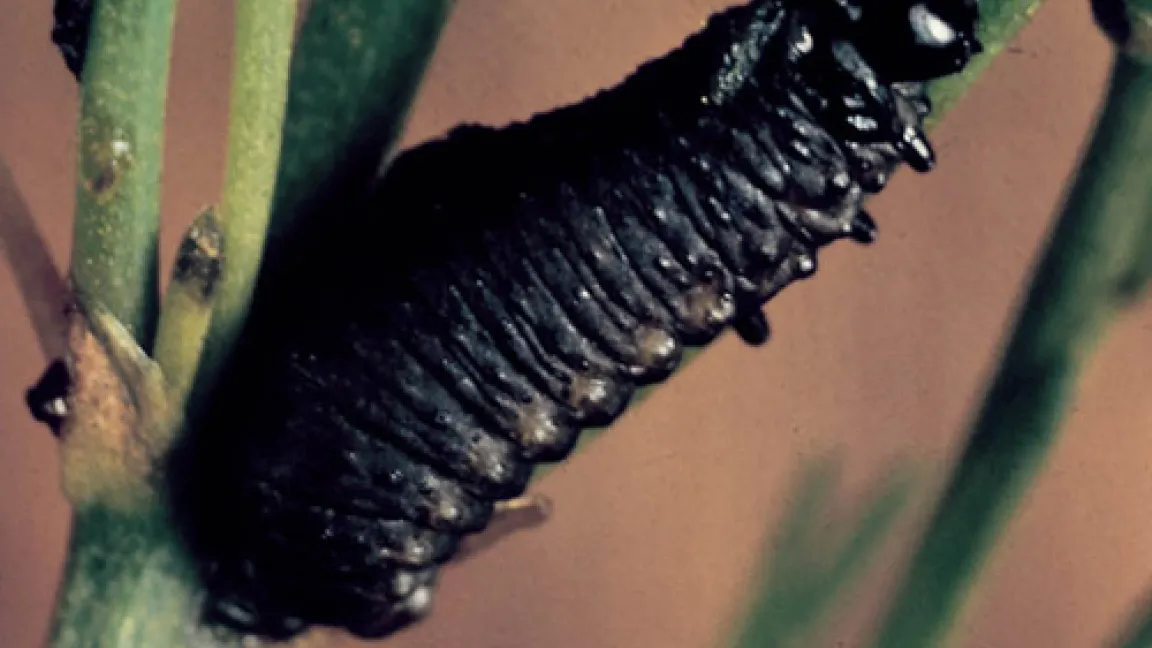 Raupe des Spargelhähnchens.
	Quelle: Bayer CropScience