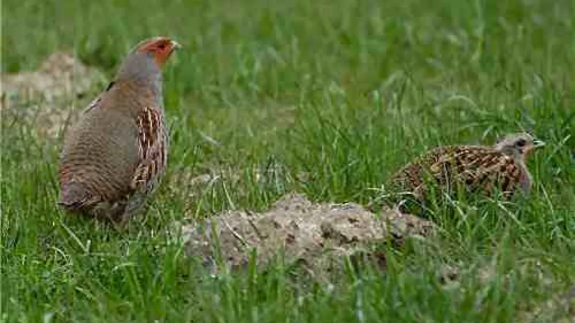Rebhuhnpärchen (Teilansicht)
	Quelle: www.natur-lexikon.com