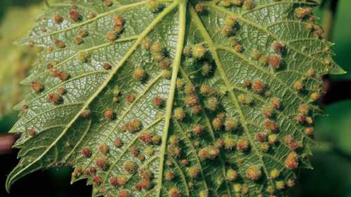 Die Reblaus hätte fast den Weinbau in Europa unmöglich gemacht. Die Weine Europas verdanken wir der gelungenen Veredelung der Reben durch Pfropfung mit reblaus-resistenten Unterlagen.
Quelle: Bayer CropScience