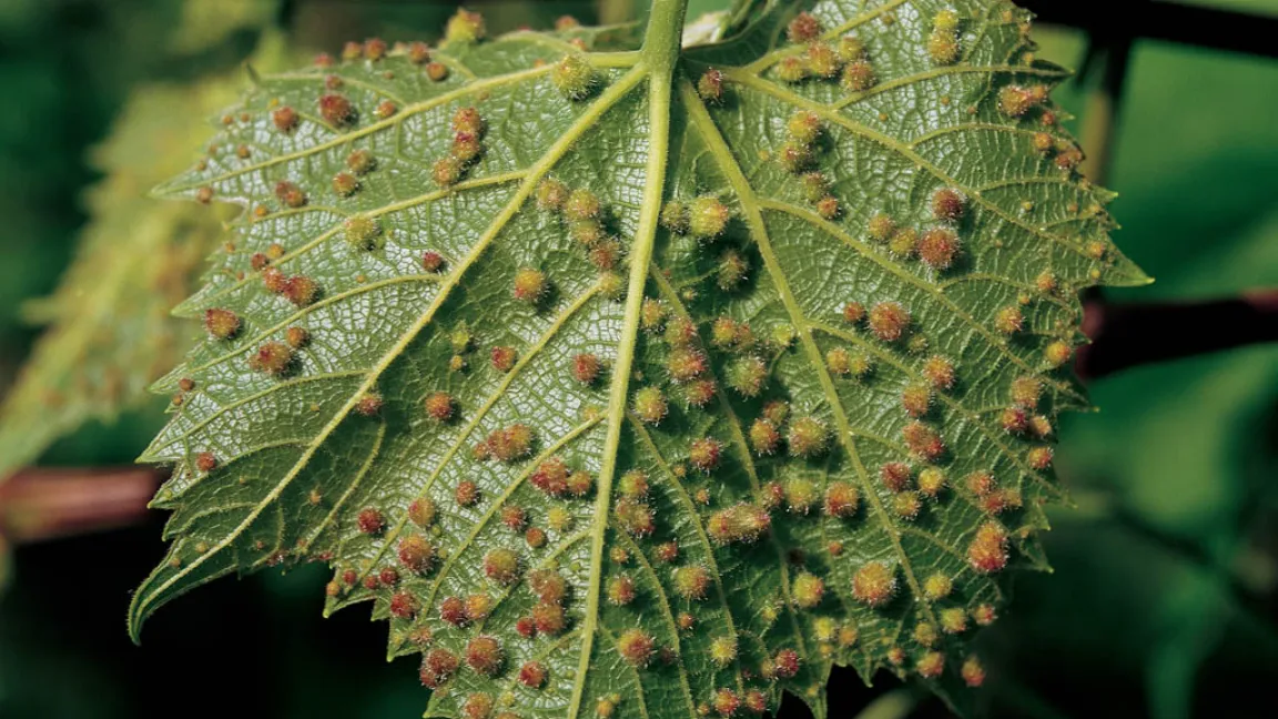 An den Blattunterseiten bilden Rebläuse erbsengroße Gallen, in denen sie im Mai 1200 Eier ablegen. Foto: Bayer CropScience